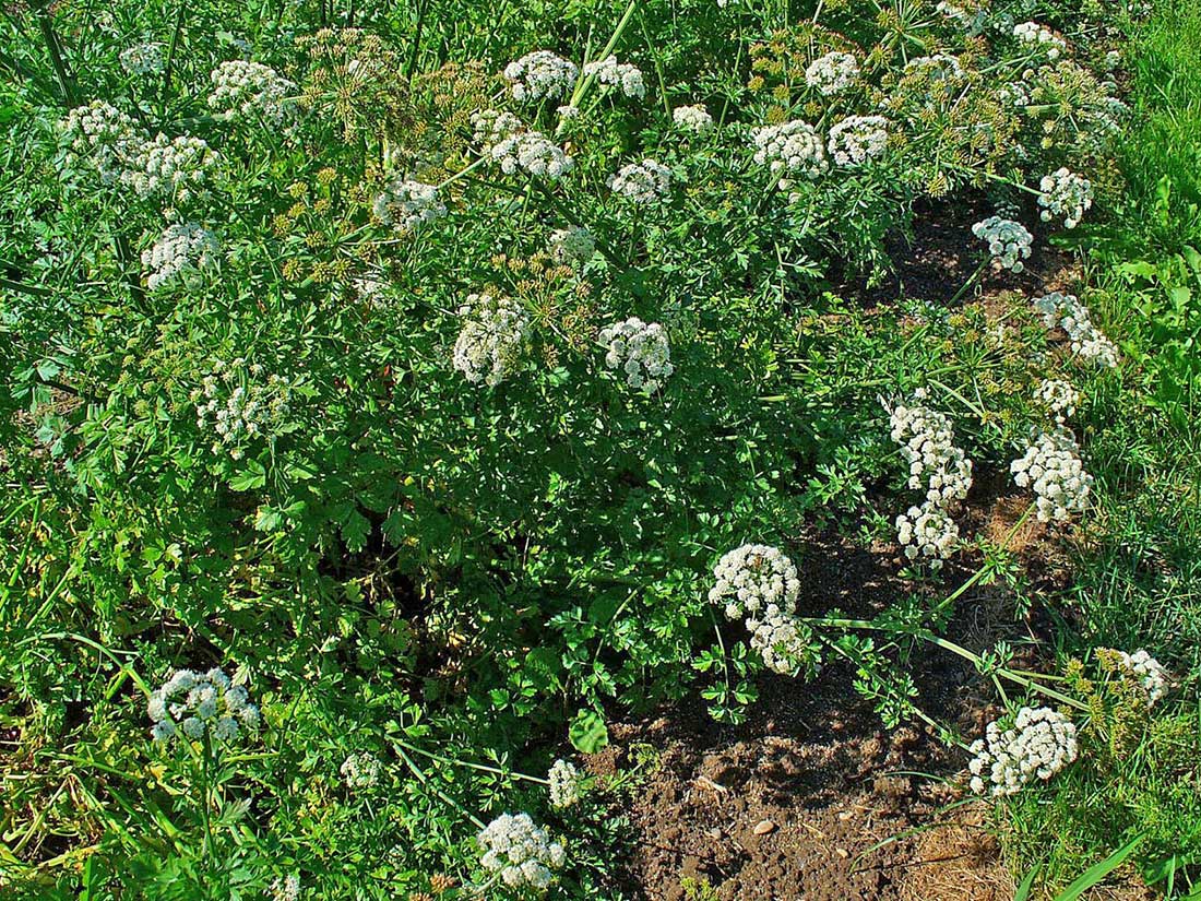 a large cluster of the plant, Hemlock Water Dropwort, comprising long green stems with small white flower heads