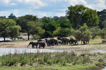 Elephants Malawi