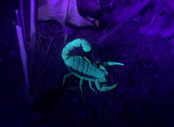 Scorpion
