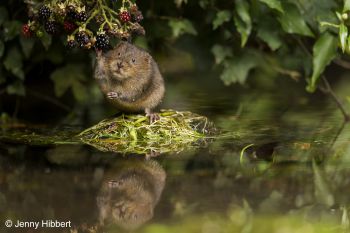 Water vole