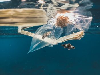 Single-use plastic