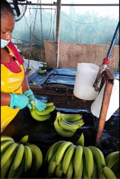 Banana plant worker