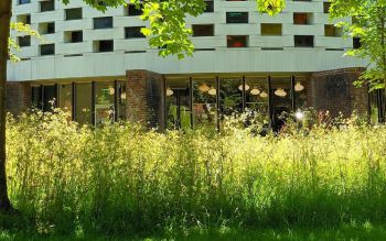 Meeting House grass