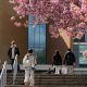 Pink blossom on a tree in the foreground as students make their way up a set of stairs on campus