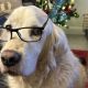 a golden retriever wearing a pair of glasses