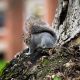 A close up of a squirrel on campus