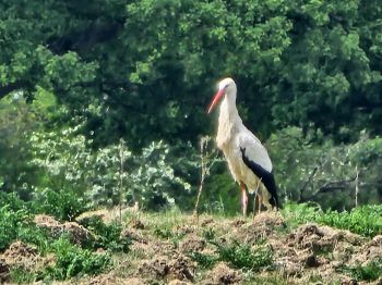 A wild White Stork