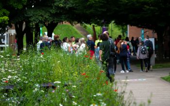 Wild flowers on campus