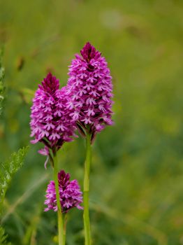 Pyramidal orchid (Anacamptis pyramidalis)