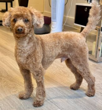 Arlo the dog