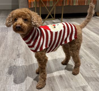 Arlo the dog