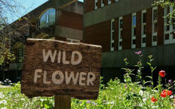 wooden sign saying wild flower in front of a meadow