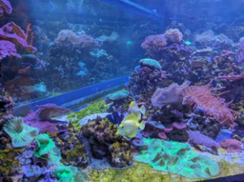 A reef with several fish in the foreground