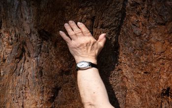 A hand wearing a rock reaches to touch the bark of a tree