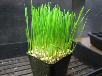Two examples of vivid green wheatgrass grown in small pots on a tabletop