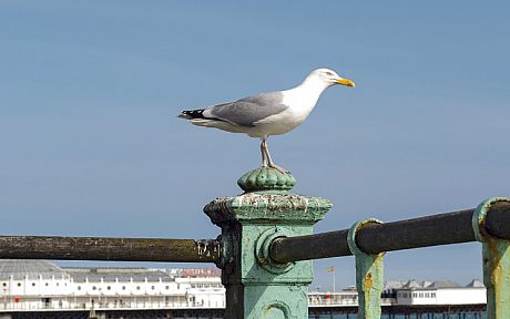 Seagull in front of Brighton Pier