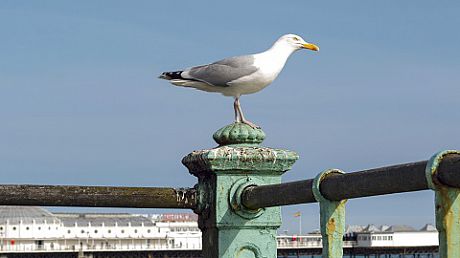 Seagull in front of Brighton Pier