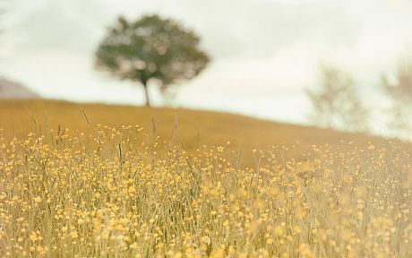 Field of yellow flowers with a tree in the distance