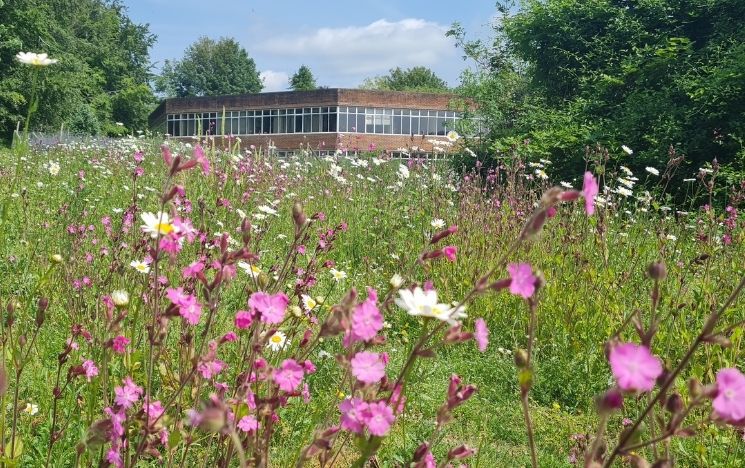 Field of wild flowers on South Downs. One of the University brick buildings can be seen in the background