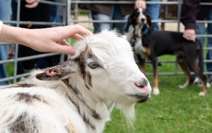 A white goat looks at the camera in an outdoor enclosure as a students hand pets its head.