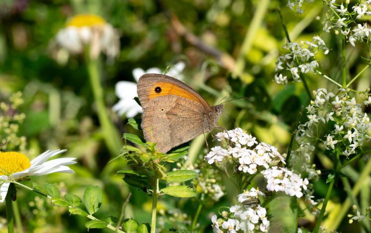 Butterfly on a wildflower