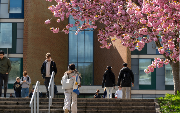 Pink blossom on a tree in the foreground as students climb up and down stairs on campus