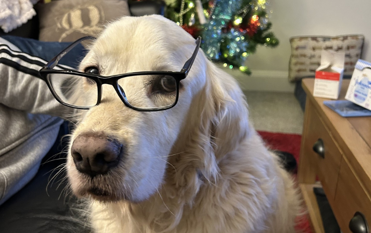 A Golden Retriever wearing glasses