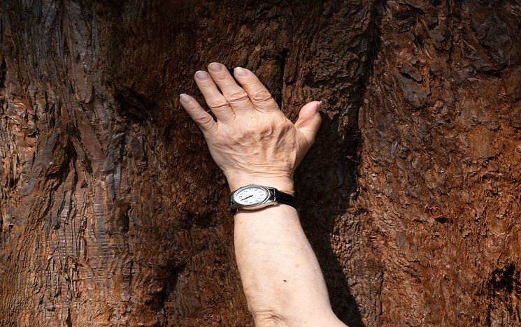 A hand reaches to touch the bark of a tree