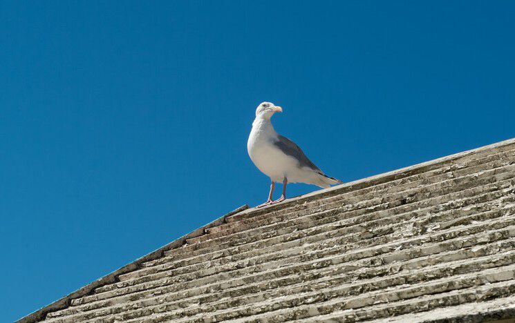 a seagull perched on the roof of a building on a sunny day