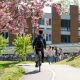 student cycling on campus under a blossomed tree